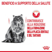 Royal Canin Dental Care Crocchette per gatto